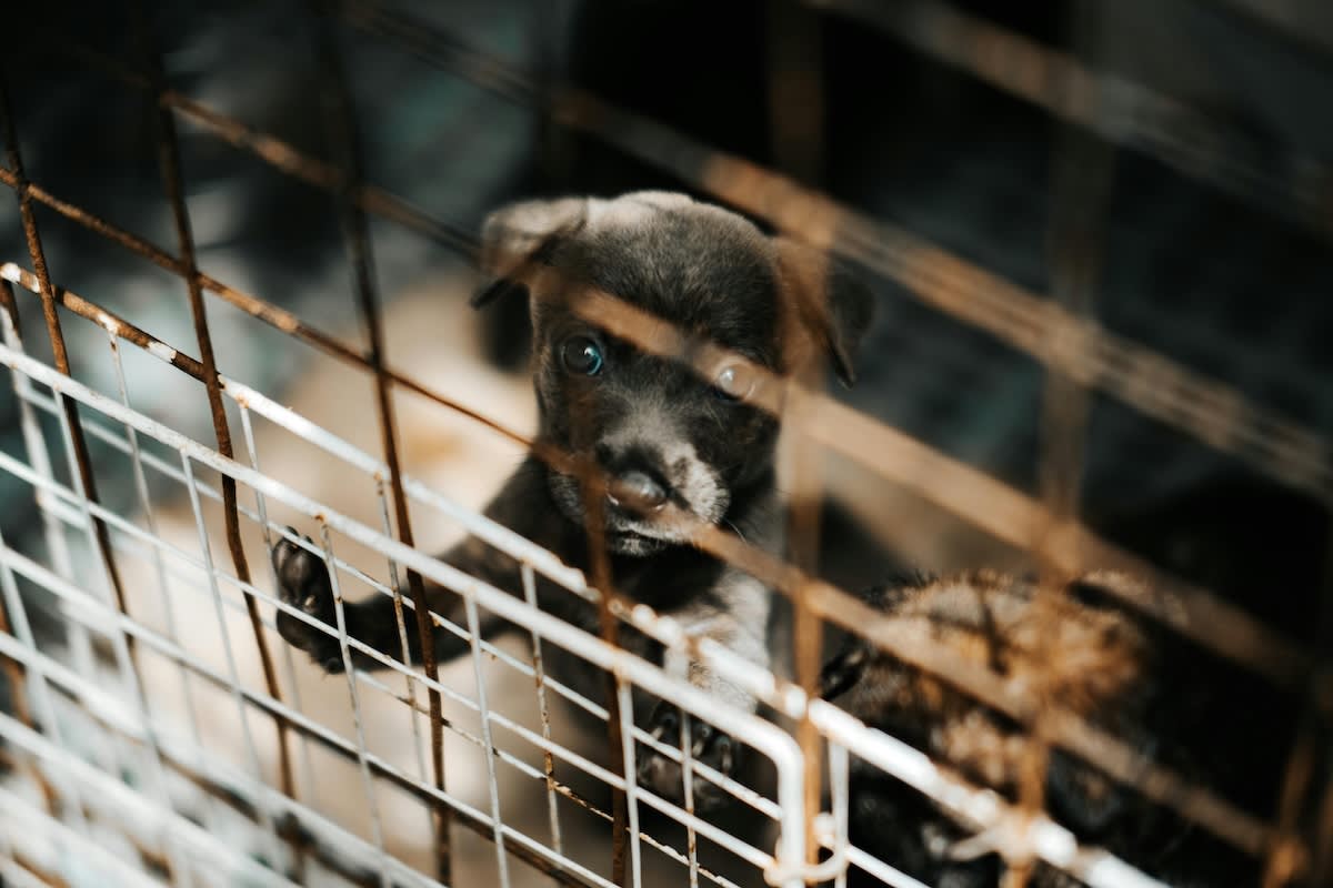 a picture of a small black puppy in a cage