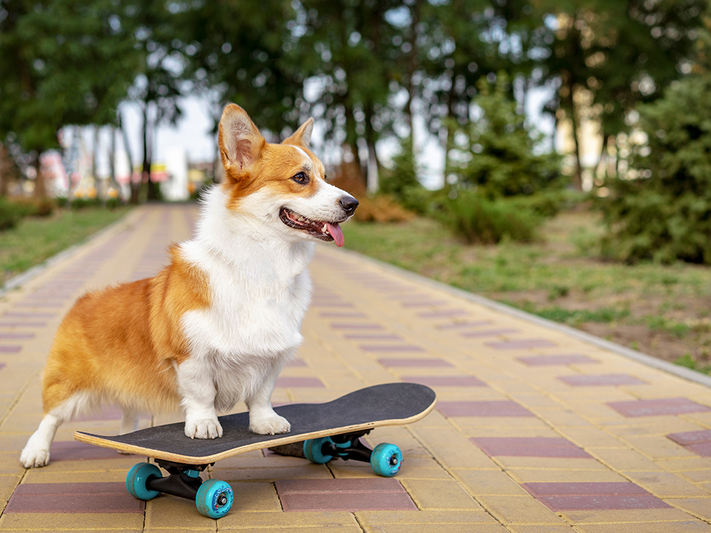 a corgi on a skateboard