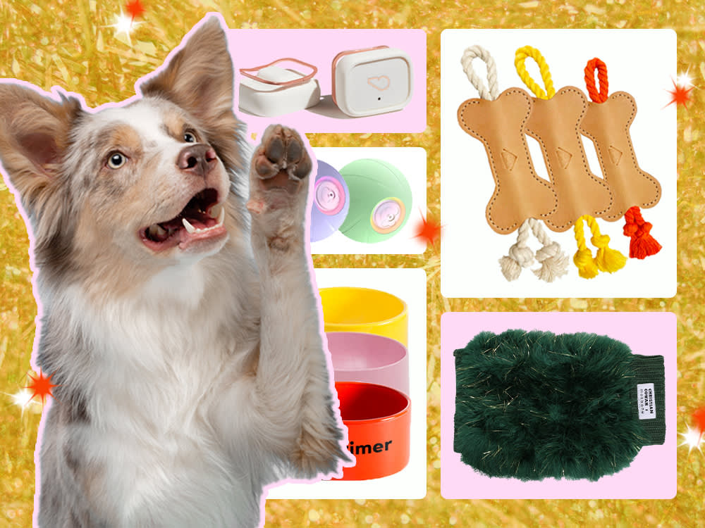 dog with maxbone sweater, whistle limited edition tool, interactive dog toys, mr. dog bowls, and rope toys