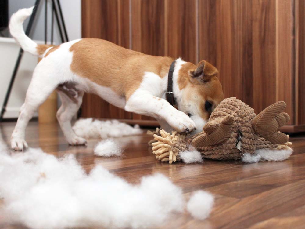 how do i get my dog to stop chewing on his toys