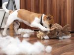 White and brown puppy destroyed a stuffed toy