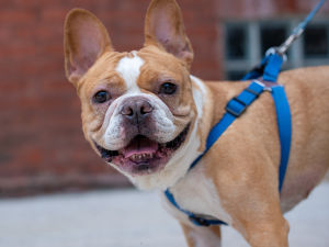 French bulldog smiling with blue harness