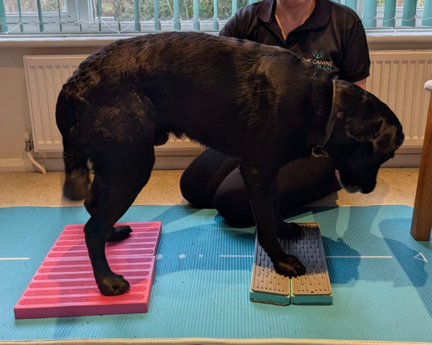 baited abdominal activation for dogs