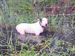 Florida Troopers Rescue Dog Left Tied to Pole in Hurricane Milton Floodwaters.