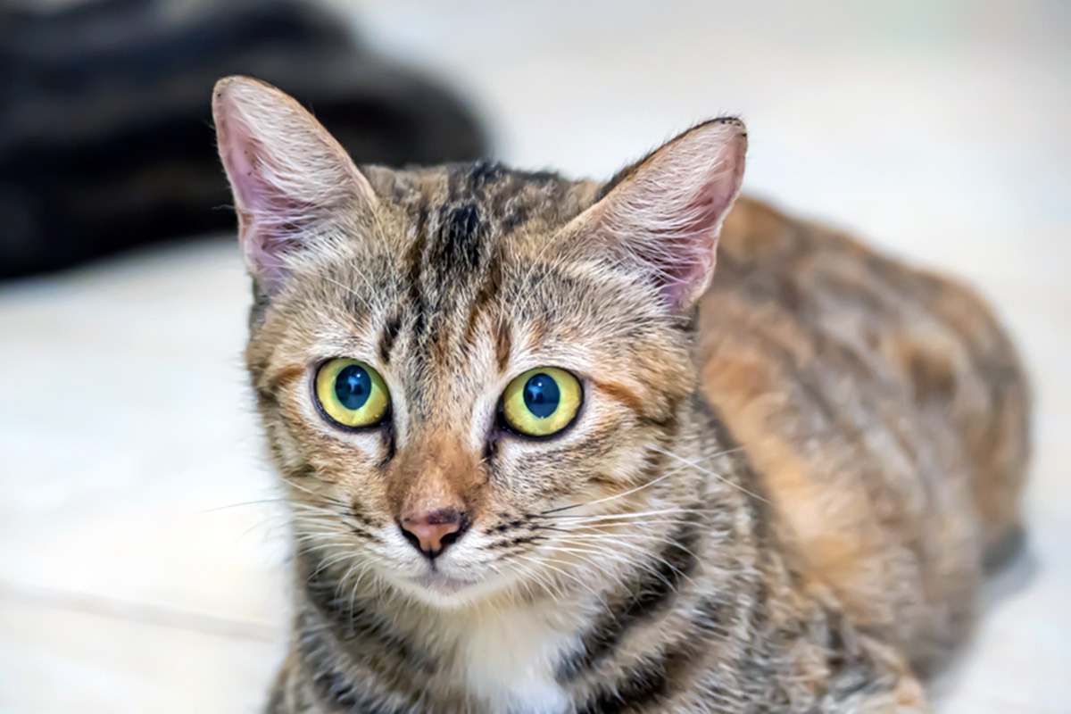 cat with ears pointed forward