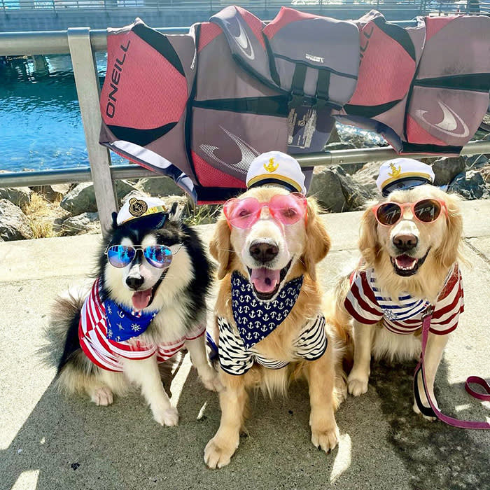 three dogs in boating outfits and sunglasses pose together at London Boat Rental