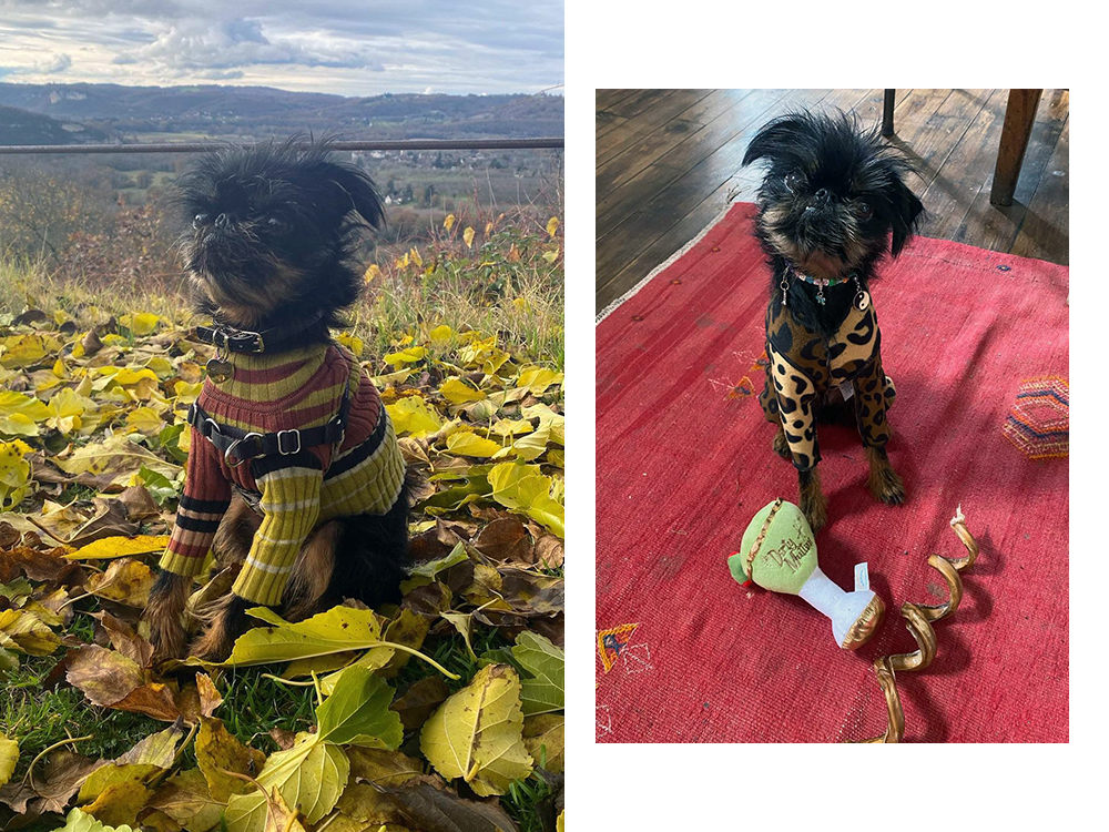 Yoko, a small black dog