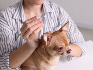 A woman holding an acupuncture needle near a dogs head. 