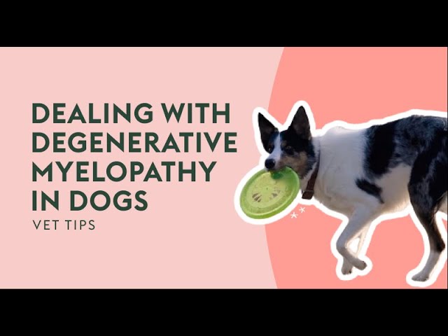 Dealing With Degenerative Myelopathy in Dogs | Vet Tips
