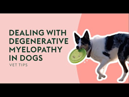 Dealing With Degenerative Myelopathy in Dogs | Vet Tips