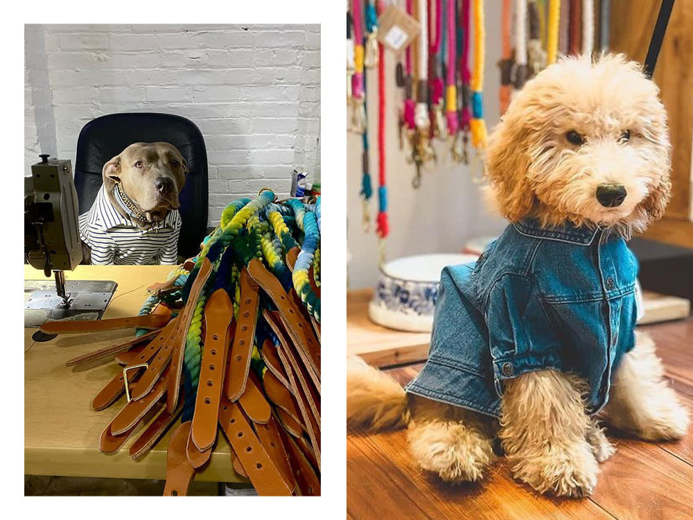 a dog sitting at a desk looking at Found My Animal products; a dog wearing a denim shirt