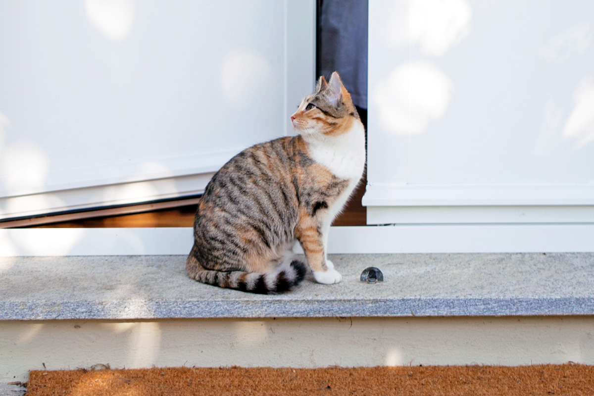 Cat sitting outside door