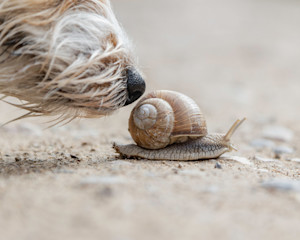 dog nose sniffing a snail