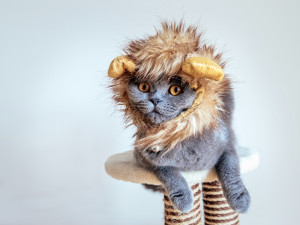 cat wearing lion costume