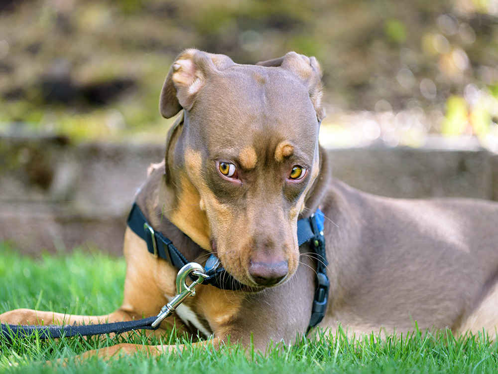 Cute brown dog wearing harness outside in the grass.