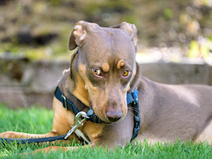 Cute brown dog wearing harness outside in the grass.