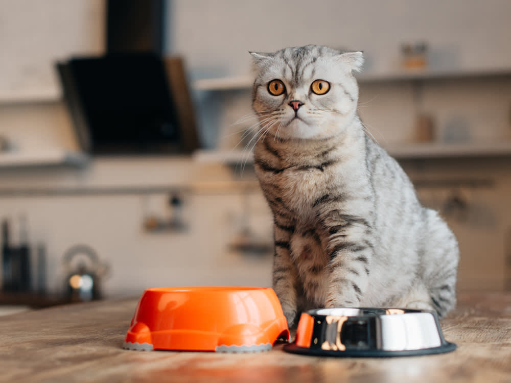 cat with empty food bowls