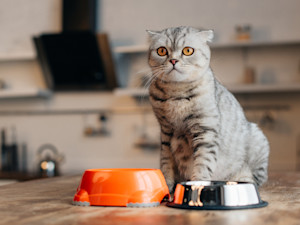 cat with empty food bowls