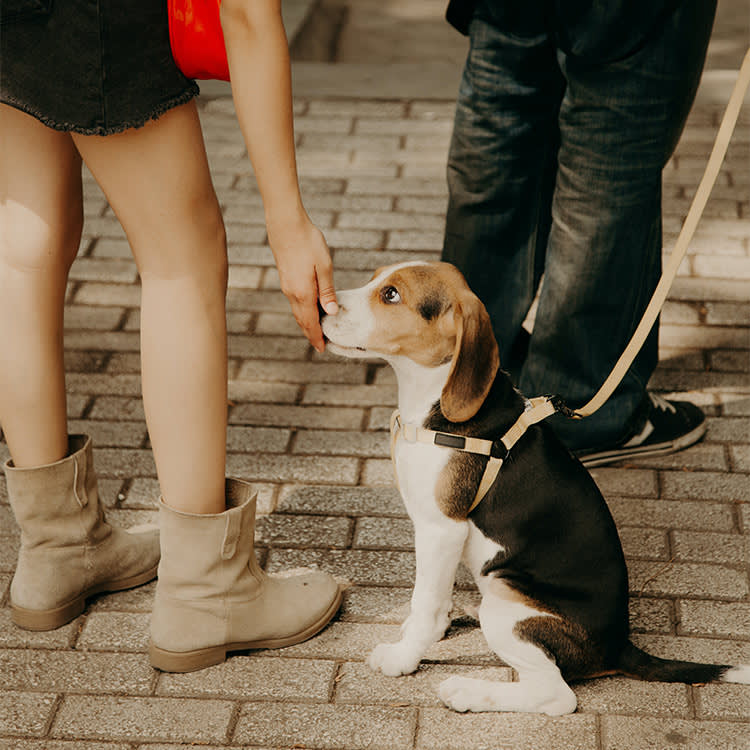 Beagle dog smelling woman's hand 