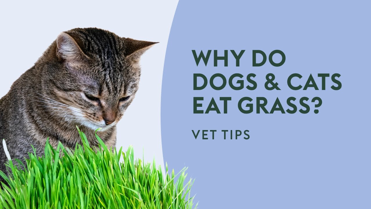 Why do Dogs & Cats Eat Grass? · Vet Tips