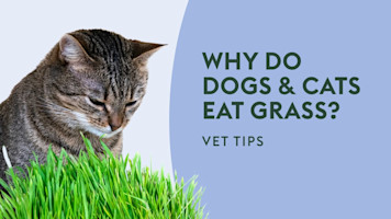 Why do Dogs & Cats Eat Grass? · Vet Tips