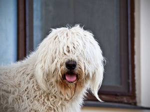 Hungary shepherd dog with hair covering its eyes