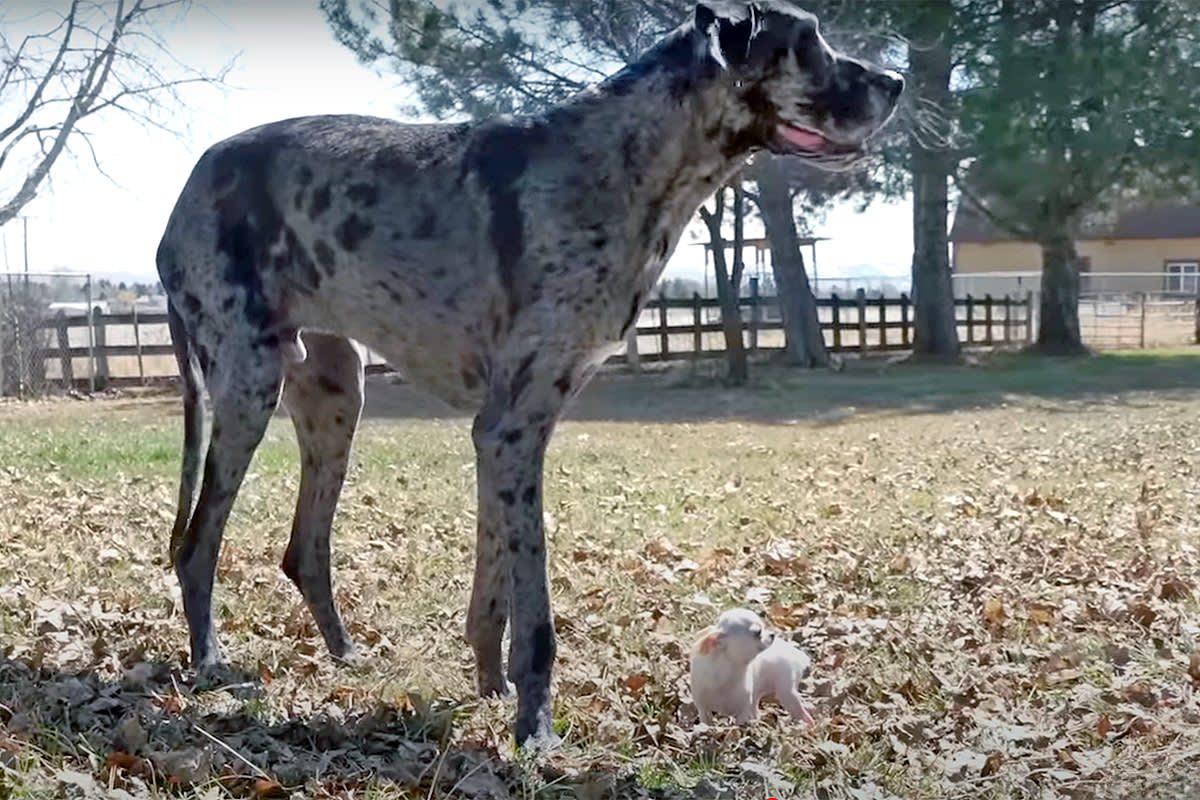World's tallest dog and world's smallest dog