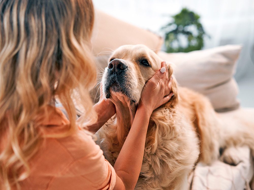 Golden Retriever dog looking at owner while laying on the couch at home.