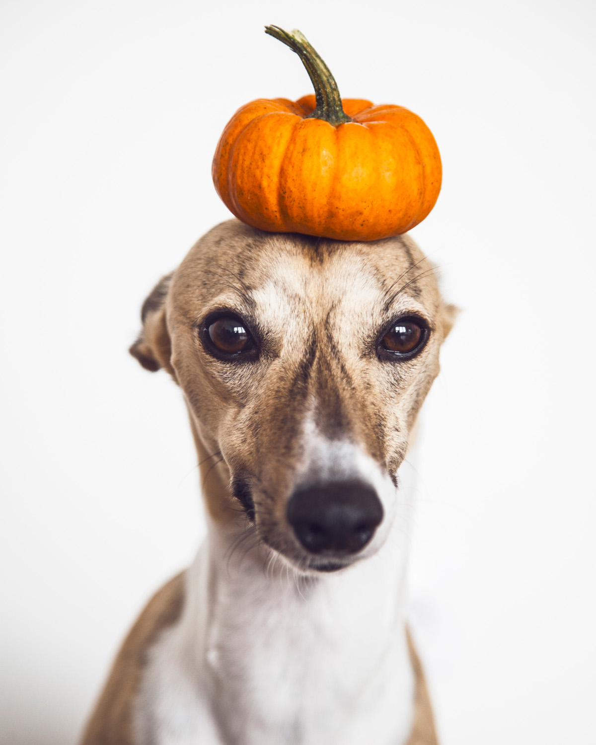 Dog with pumpkin on their head