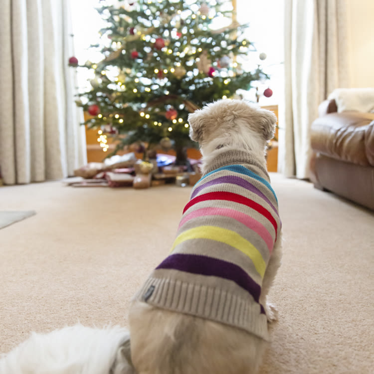 A dog wearing a colorful striped sweater staring at a decorated christmas tree in a living room. 
