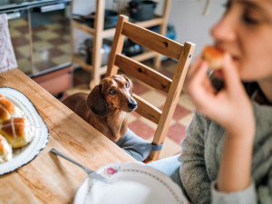 Daschund dog sat on a chair looking up at owner eating hot cross buns