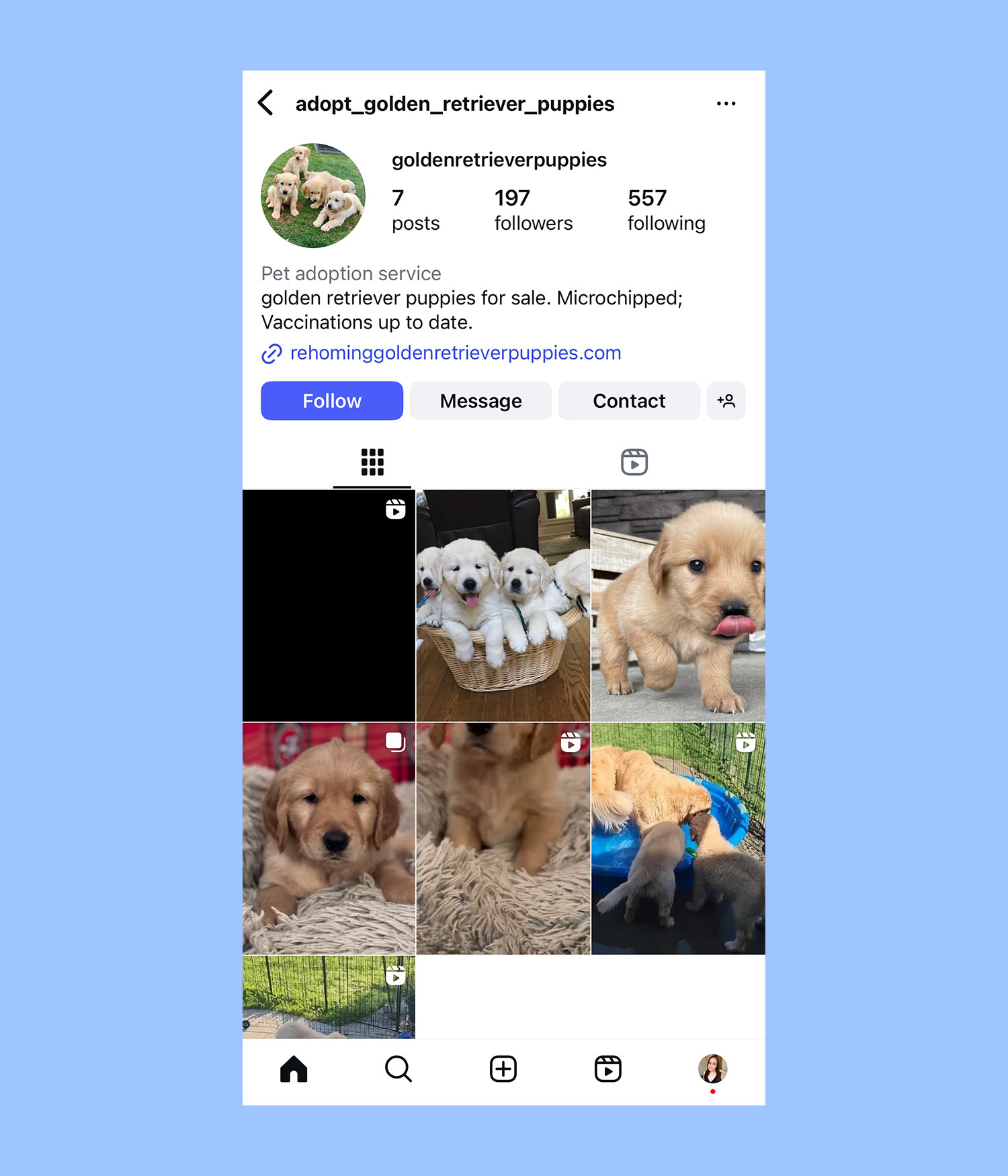 a screenshot of an instagram account advertising golden retriever puppies