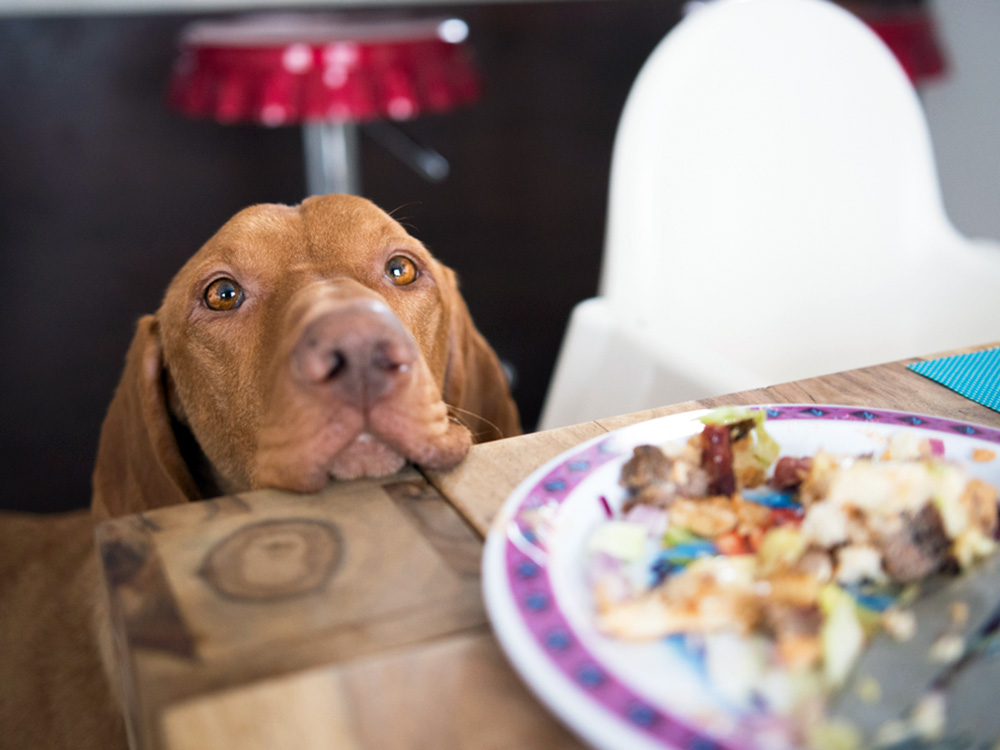 Dog trying to steal food off the table.