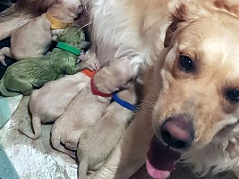 Forest, a Golden Retriever born green in Scotland 