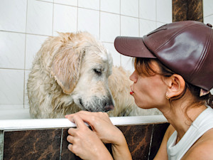 Woman giving her Labrador dog a bath in the tub.