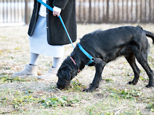 Woman walking dog outside on a leash outside.