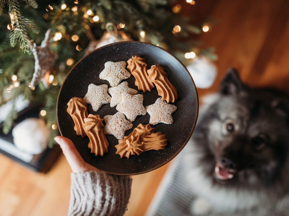 Dog waiting for a Christmas biscuit