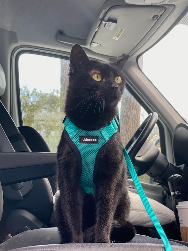 a black cat sits in the front passenger seat of the car wearing a teal harness