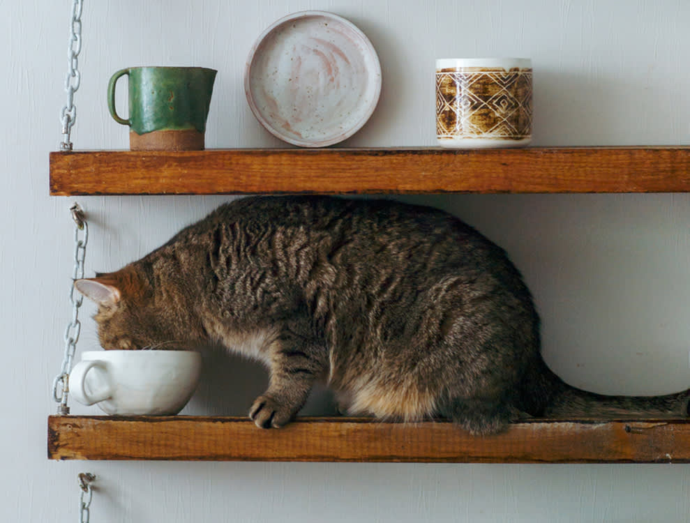 Gray cat sniffing a glass on a shelf