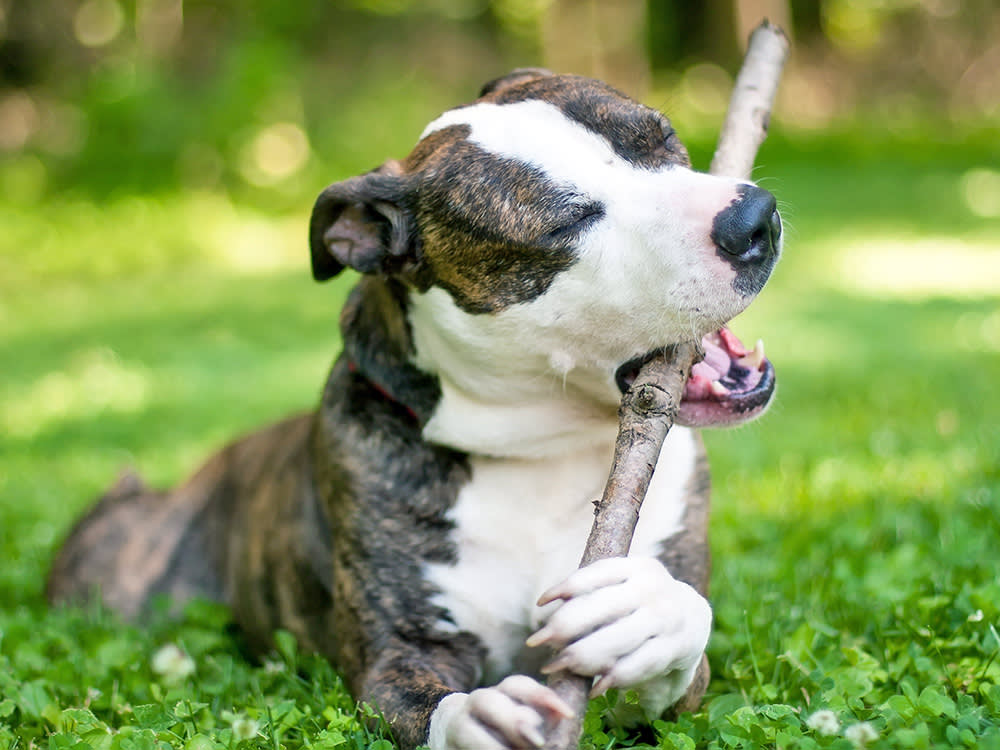 Cute Pit Bull dog chewing a stick outside in the grass.