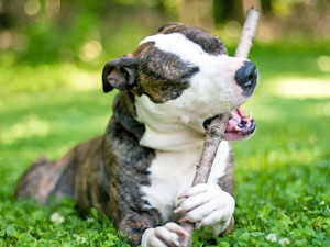 Cute Pit Bull dog chewing a stick outside in the grass.