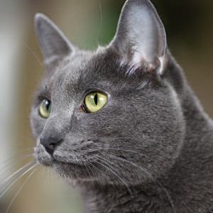 korat cat