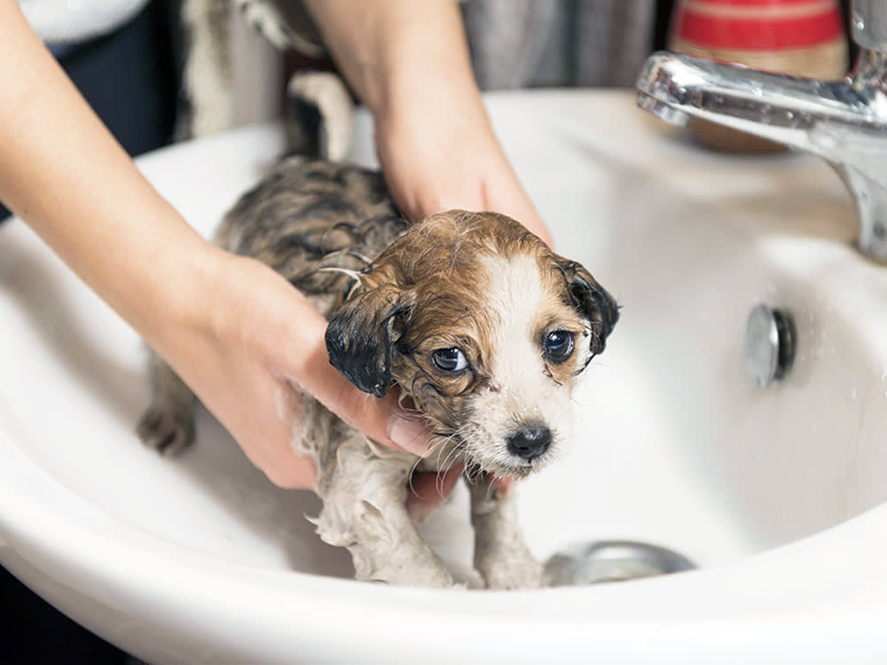 Cute puppy getting bath in sink.