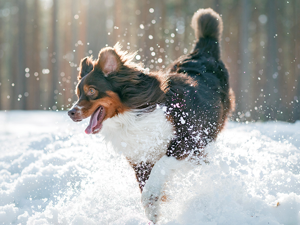 Cute dog playing outside in the snow.