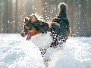 Cute dog playing outside in the snow.