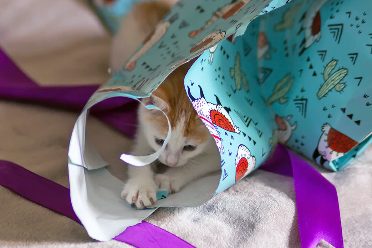 Cat ripping paper
