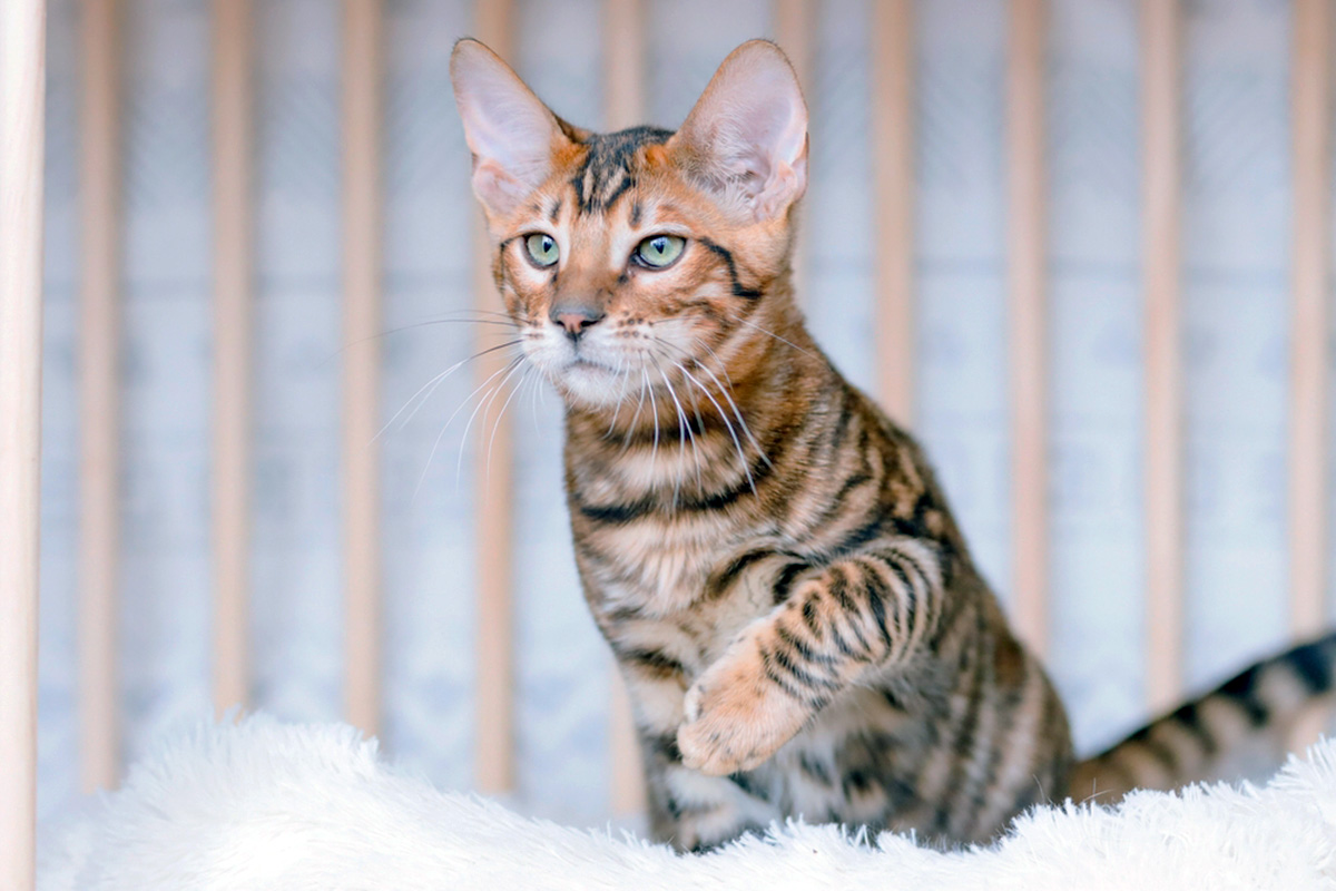 Toyger cat