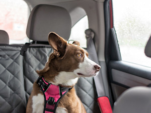 Dog sitting alone in a car.