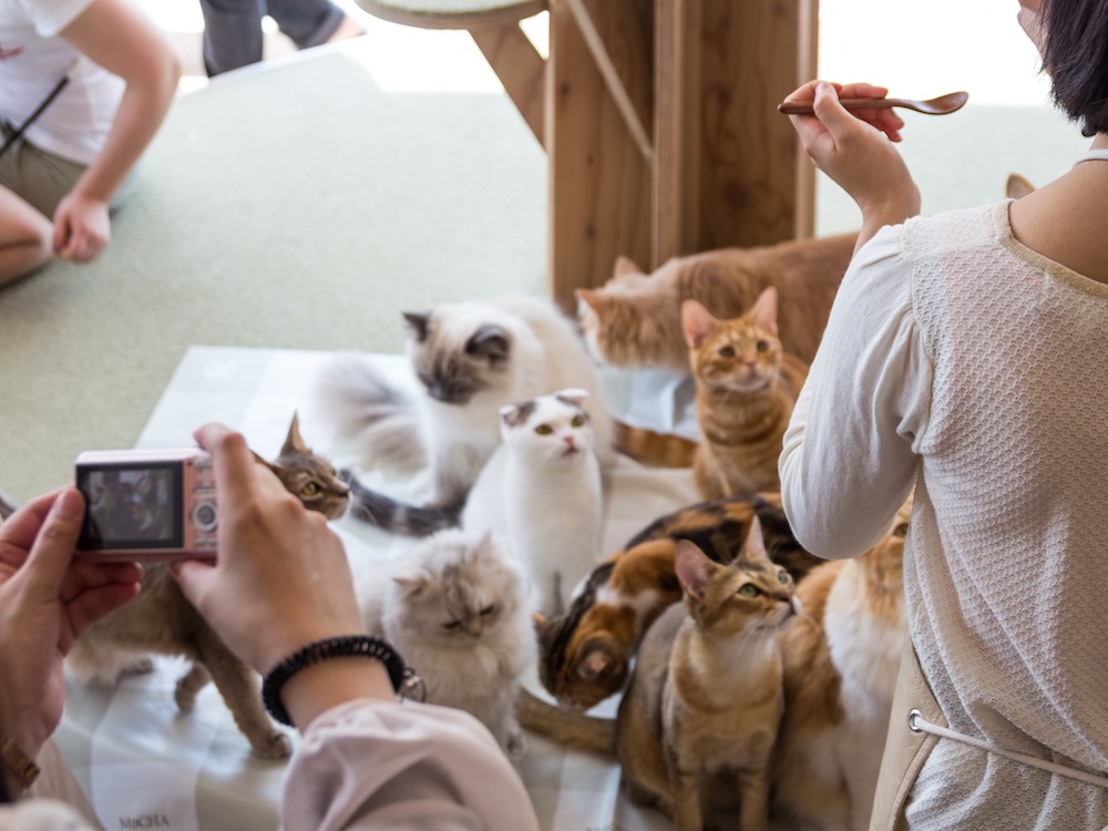 a picture of lots of cats sitting on the floor with humans taking pictures