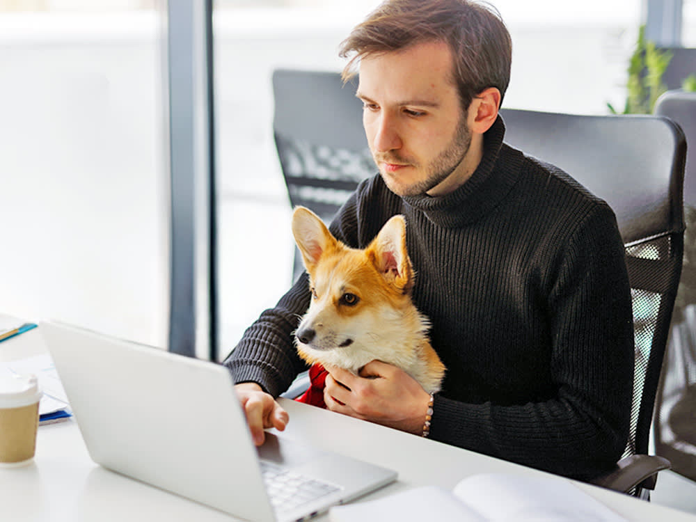 Man working at the office with her Corgi dog in his lap.